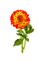 Dahlia flower isolated on white background.