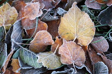 Close-up of fallen autumn leaves covered in frost. 