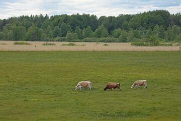 Obraz premium Cows in a field grazing in cloudy summer weather, Laajalahti, Espoo, Finland.