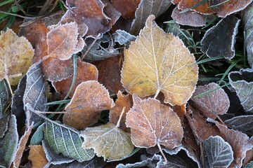 Close-up of fallen autumn leaves covered in frost. 