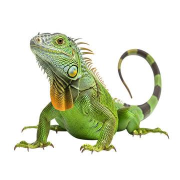 Green iguana reptile isolated on transparent background