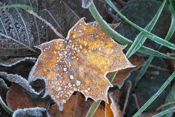 Close-up of fallen autumn leaves of maple tree covered in frost. 