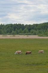 Obraz premium Cows in a field grazing in cloudy summer weather, Laajalahti, Espoo, Finland.