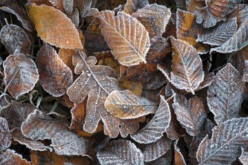 Close-up of fallen autumn leaves covered in frost. 