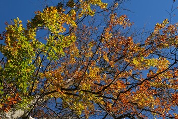 Colorful autumn trees on blue sky background