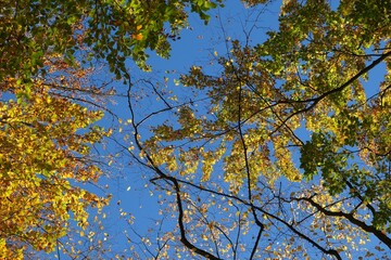 Colorful autumn trees on blue sky background