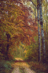Autumn forest, romantic, misty, foggy landscape. Vintage looking nature photo
