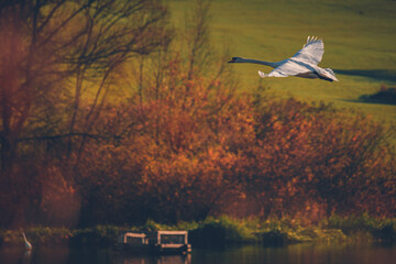 Mute swan (Cygnus olor) flying above water. Elegant white bird over the lake at warm autumn sunlight. Nature, animal theme
