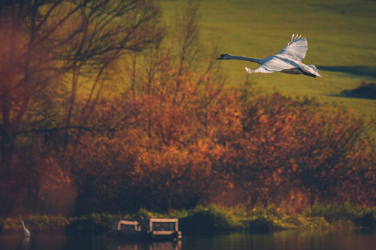Mute swan (Cygnus olor) flying above water. Elegant white bird over the lake at warm autumn sunlight. Nature, animal theme
