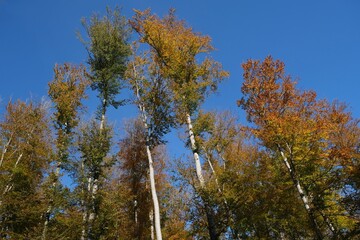 Colorful autumn trees on blue sky background