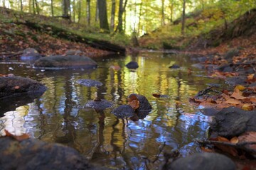 Autumn scenery of river in forest with beautiful reflections of trees in water. Reknica river, Kashubia, Poland