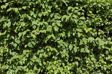Closeup of dense green hedge foliage. with bright leaves in summer, Alppila, Helsinki, Finland.