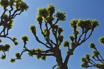 Upward view of pollarded tree with clear sky in the background in summer, Eläintarha, Helsinki, Finland.