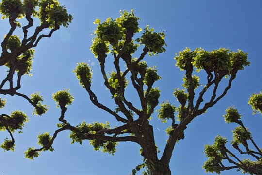 Upward view of pollarded tree with clear sky in the background in summer, El&auml;intarha, Helsinki, Finland.