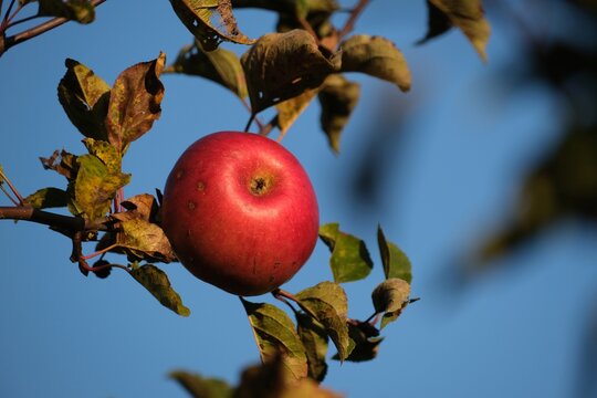 Cluse up of red apple on branch with blue sky on backgroud