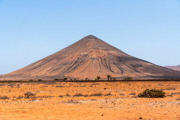 Desert landscape with palm trees on Fuerteventura