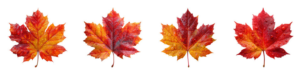 Highly Detailed Realistic Autumn Maple Leaf Textures for Design Use