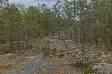 Forest landscape view of trees and rock in summer, Nuuksio, Espoo, Finland.