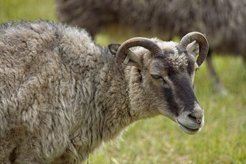 Closeup of sheep in the meadow at Kattila farm in summer, Nuuksio, Espoo, Finland.
