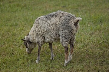 Closeup of sheep grazing in the meadow at Kattila farm in summer, Nuuksio, Espoo, Finland.