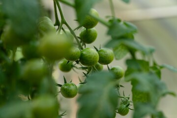 Close-up shot of a vine of green cherry tomatoes growing on a tomato plant