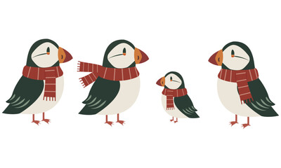  Atlantic puffin in knitted scarves