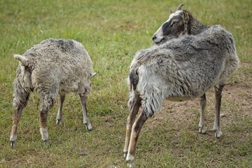 Closeup of sheep in the meadow at Kattila farm in summer, Nuuksio, Espoo, Finland.