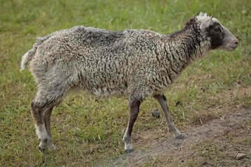 Closeup of sheep in the meadow at Kattila farm in summer, Nuuksio, Espoo, Finland.