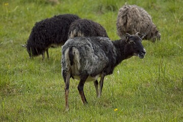 Closeup of sheep in the meadow at Kattila farm in summer, Nuuksio, Espoo, Finland.