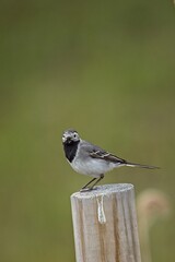 Closeup of White wagtail (motacilla alba) on a wood pole, Laajalahti, Espoo, Finland.