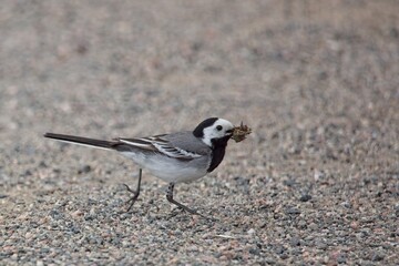 Closeup of White wagtail (motacilla alba), with food in it´s beak, Laajalahti, Espoo, Finland.