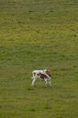 Baby calf in a field in summer, Laajalahti, Espoo, Finland.