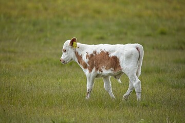Baby calf in a field in summer, Laajalahti, Espoo, Finland.