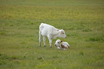 Mother cow and baby calf in a field in summer, Laajalahti, Espoo, Finland.