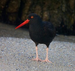 Asilomar State Beach, California: Black Oystercatcher Walking Alongside The Rocky Pacific Coastline