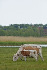 Mother cow and baby calf in a field in summer, Laajalahti, Espoo, Finland.