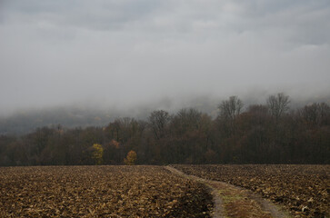 
autumn landscape with a field road through a plowed field and a forest with fallen leaves with thick fog