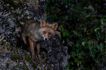 Fototapete bei efototapeten.de bestellen   