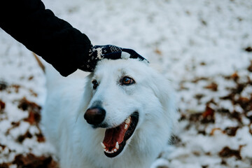 Close-up of a white dog&rsquo;s face being gently petted in the snow. A moment of connection and affection between human and pet.