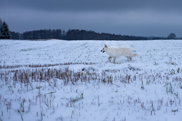 A white dog running through a wide snowy field in winter. Dramatic and energetic moment captured in nature.