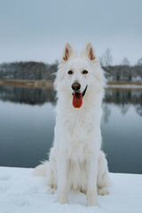 Portrait of a white dog sitting on snow with a calm lake and trees in the background. Serene and majestic winter moment.