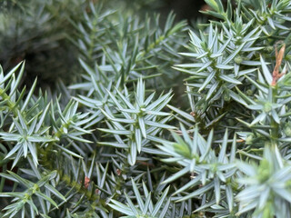 Branches of evergreen yew in the garden, close-up in selective focus in daylight. Soft green needle-like leaves for nature-inspired projects