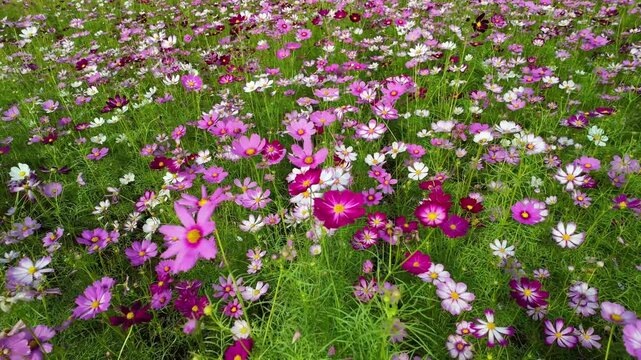 A lush field bursting with vibrant cosmos flowers in shades of pink and purple, each bloom featuring a bright yellow center. The flowers sway gently among green stems and leaves.