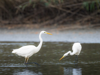 Two white egrets standing on a beach