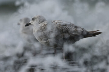 mewa morze falochron © Micha