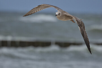 mewa w locie © Micha