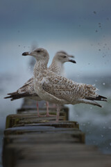 mewa morze falochron