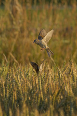 wróble na polu  © Micha