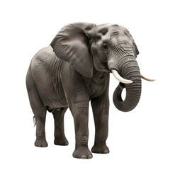Fototapeta premium African elephant with tusks isolated on transparent background