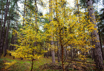 Golden Leaves of Autumn in The Forest